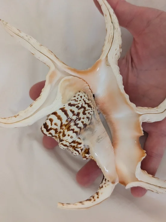 Spider Conch Shell - Picture 3 of 4